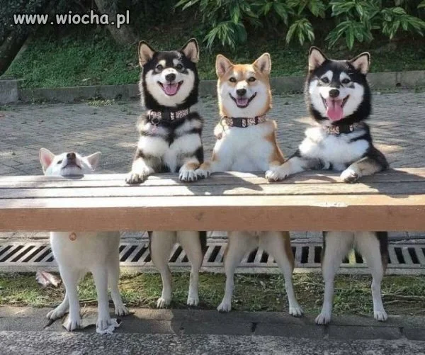 Animal też ma swojego prezesa 