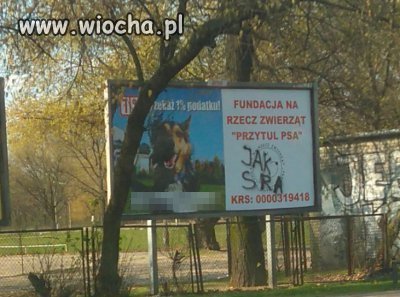 Przytul psa