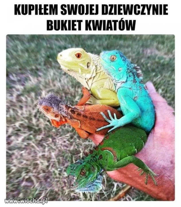 Czy tam gadów, nie wiem..