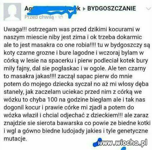 Koty