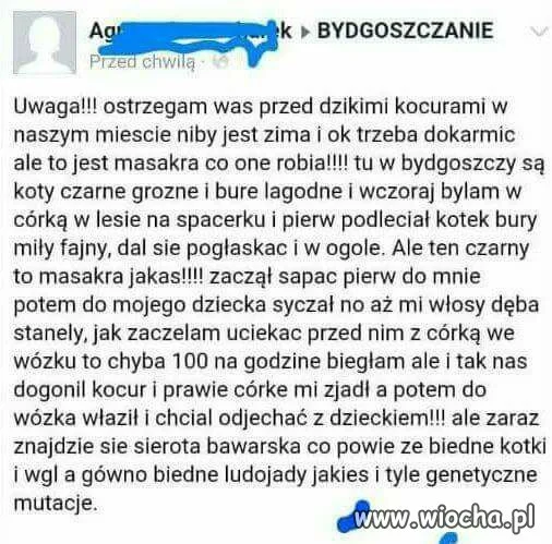 Koty