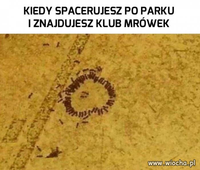 Prawdziwy Fight Club