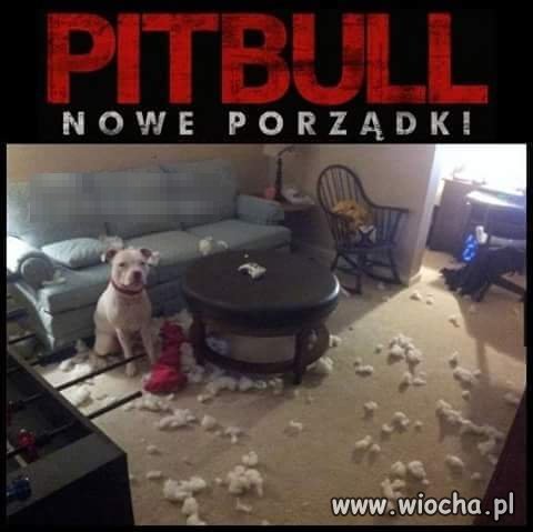 Pittbull nowe porządki