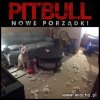 Pittbull nowe porządki
