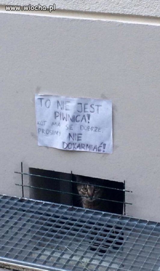 Kot ma się dobrze...?