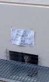 Kot ma się dobrze...?