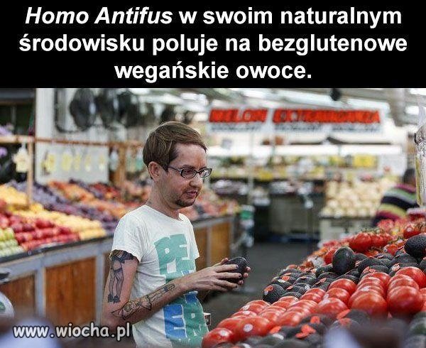 Homo Antifus