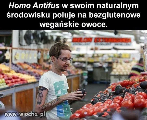 Homo Antifus