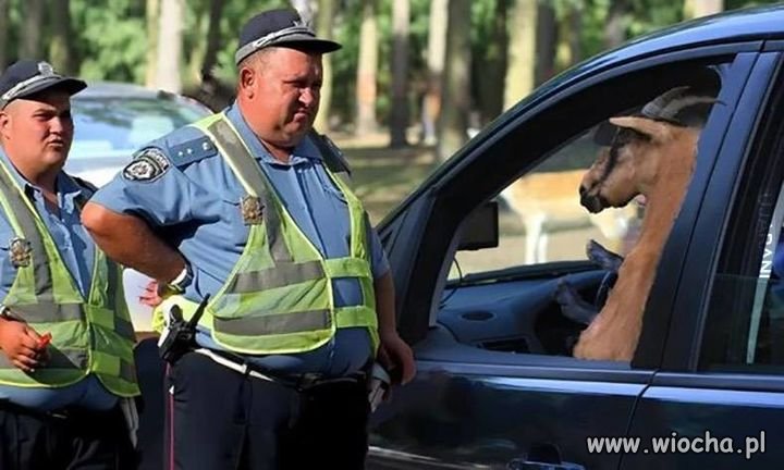 Pana żona ma niezapięte pasy