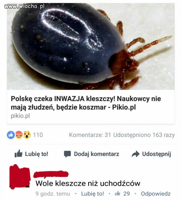 Jeśli mam wybierać ...