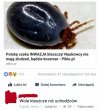 Jeśli mam wybierać ...