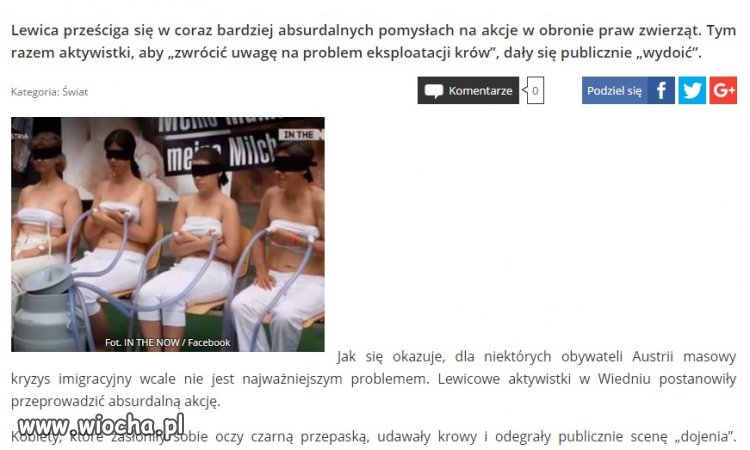Krowa która dużo ryczy