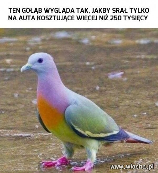 Wyższa klasa gołębia