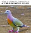 Wyższa klasa gołębia