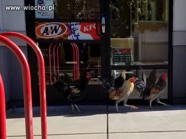 Protest przed restauracją KFC