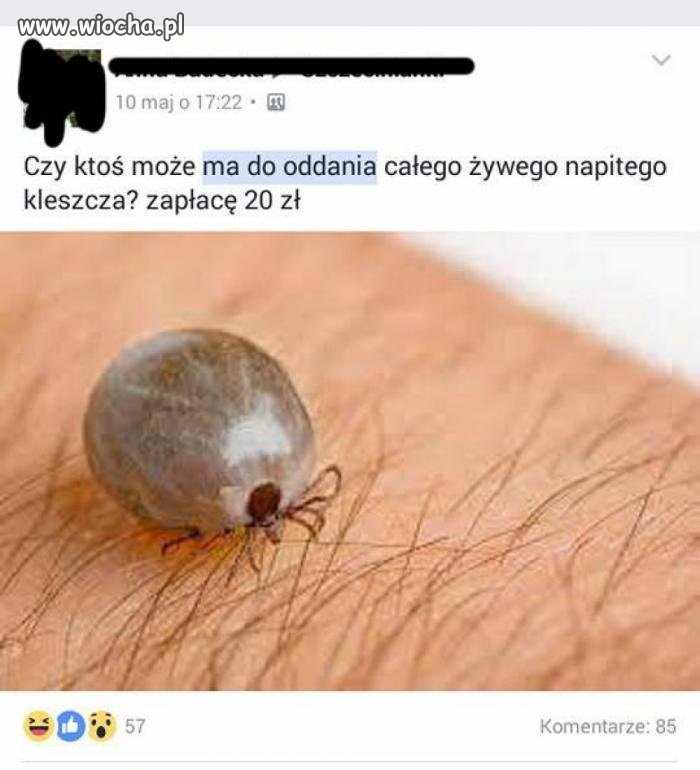 Ciekawe, co knuje