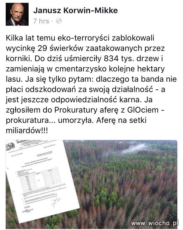 To nie kornik jest tu winien