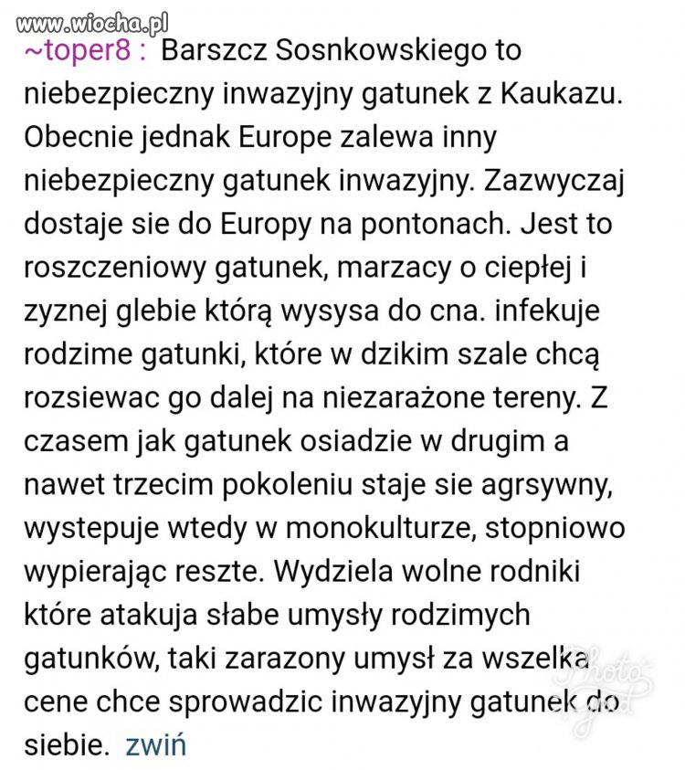 Wcześniej Barszcz Sosnowskiego zwany "Zemstą 