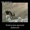 Przekroczenie 