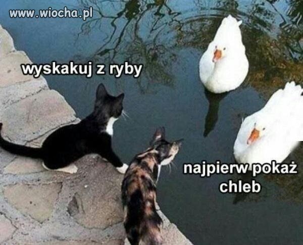 Wymiana na dzielni