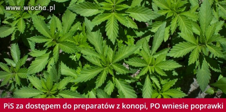 Był Palikot z listkiem w klapie  i byli obywatele
