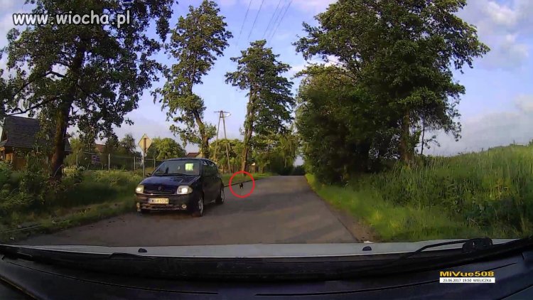 Wiocha dla właściciela tego psa