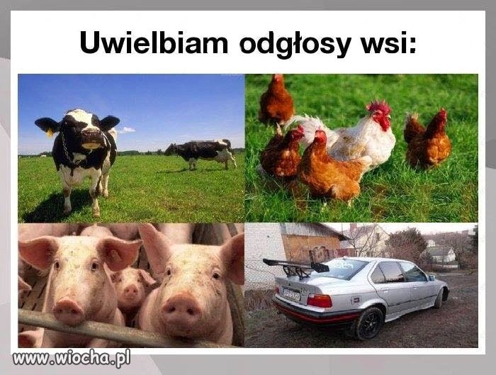 Swojskie klimaty