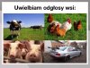 Swojskie klimaty