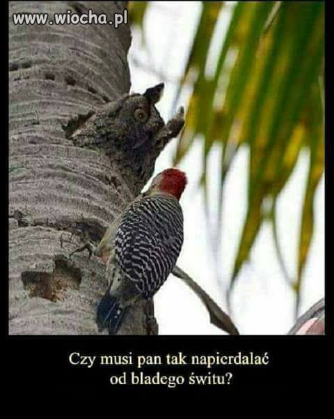Czy musi