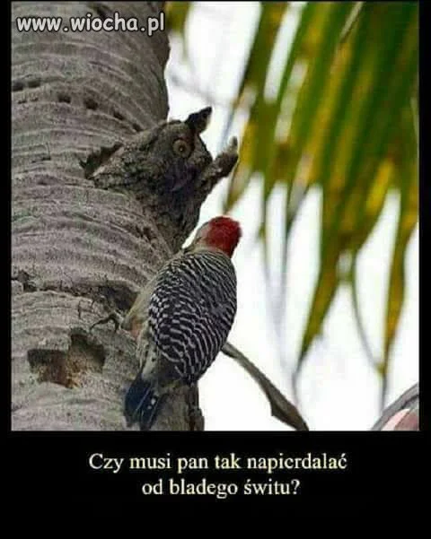 Czy musi