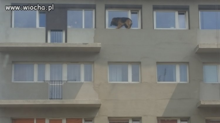 Nowy sposób wyprowadzania psa na spacer 