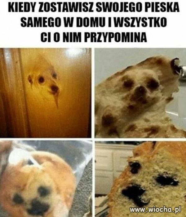 Kiedy zostawisz swojego pieska w domu