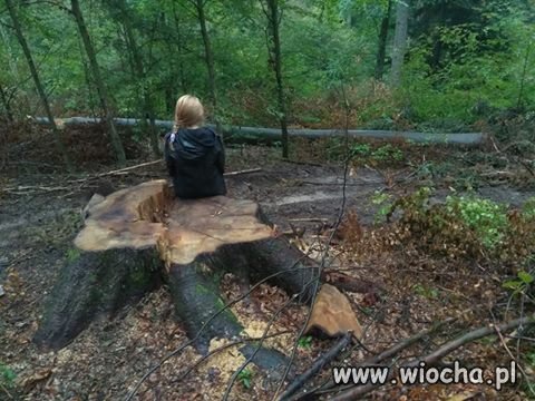 Nie, to nie jest Puszcza Białowieska