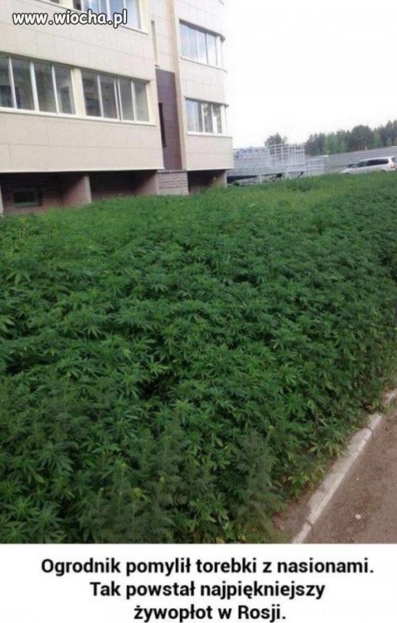 Ogrodnik chyba pomylił nasiona
