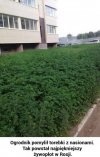Ogrodnik chyba pomylił nasiona