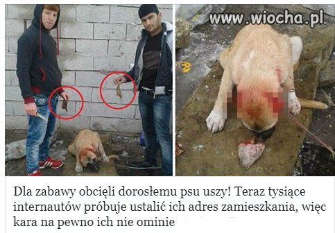 Boicie sie bydła z Afryki czy Azji?