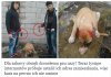 Boicie sie bydła z Afryki czy Azji?