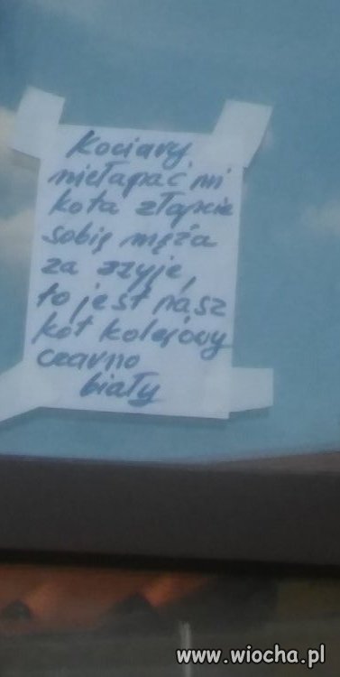 Kociary atakują