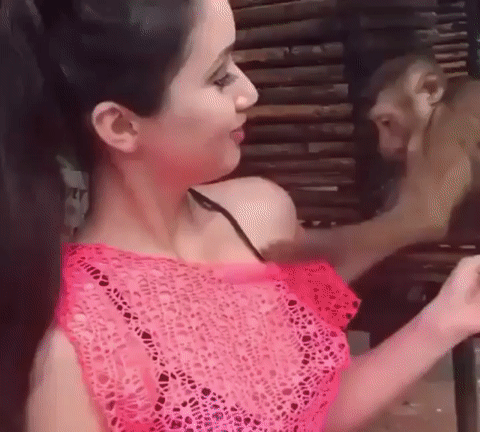 Małpka wie 