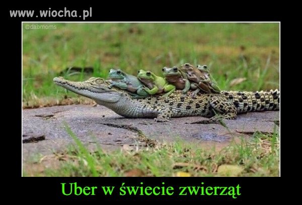 Uber Animal.