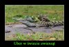 Uber Animal.
