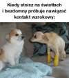 Czyli typowy cyganr1na wiocha.pl
