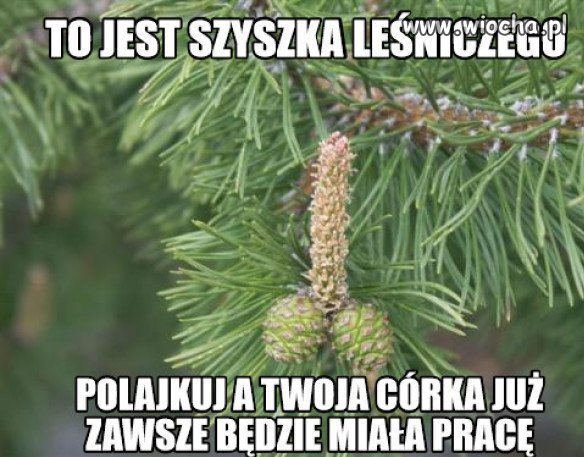 W lesie...