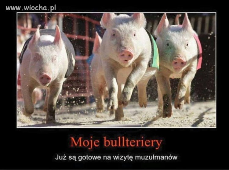 Ruszyła rekrutacja psów tropiących