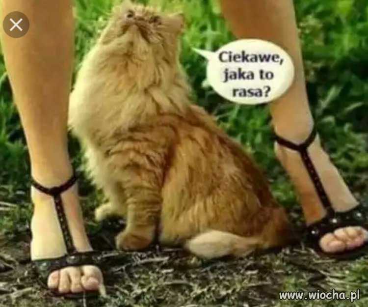 Ciekawe jaka to rasa?