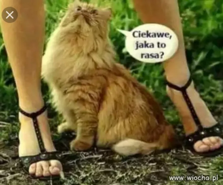 Ciekawe jaka to rasa?