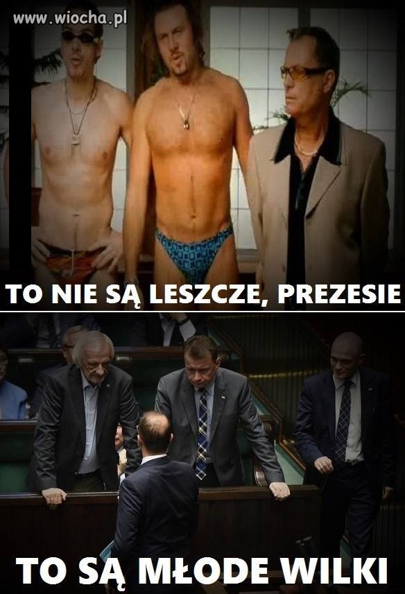 Młode wilki