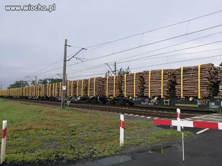 Tak wygląda "walka z kornikiem" 