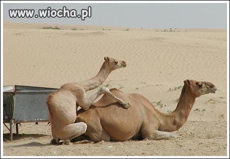Tak tak.