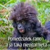 Poniedziałek rano